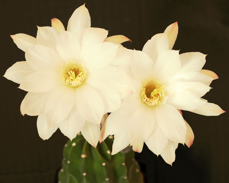 Echinopsis subdenudata